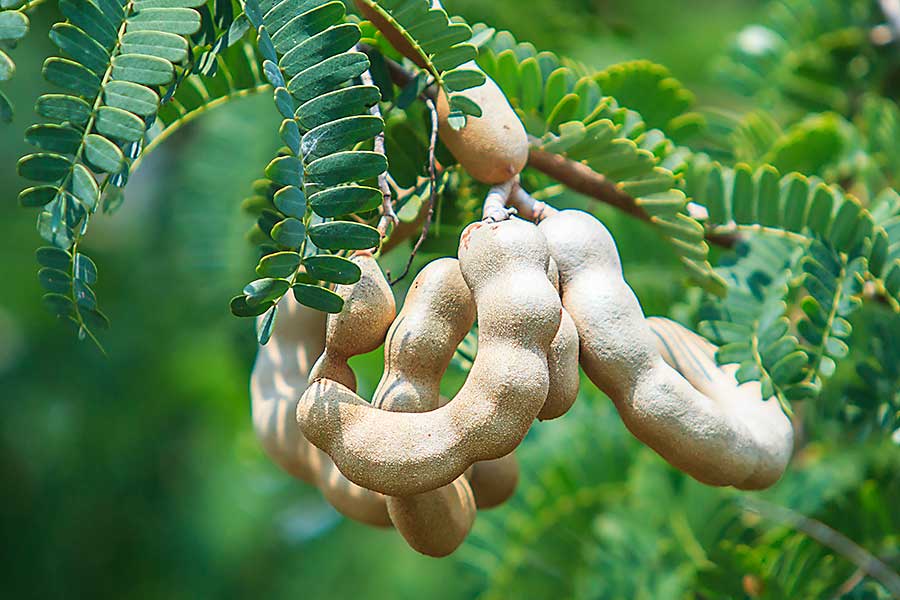 Tamarind is a type of leguminous tree