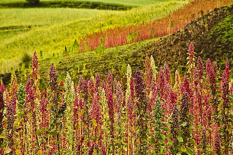 quinoa plantation
