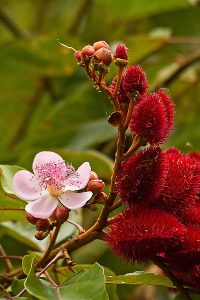 Annato plant and flower, lipstick tree in the amazon rainforest, Yasuni National Park, Orellana, Ecuador