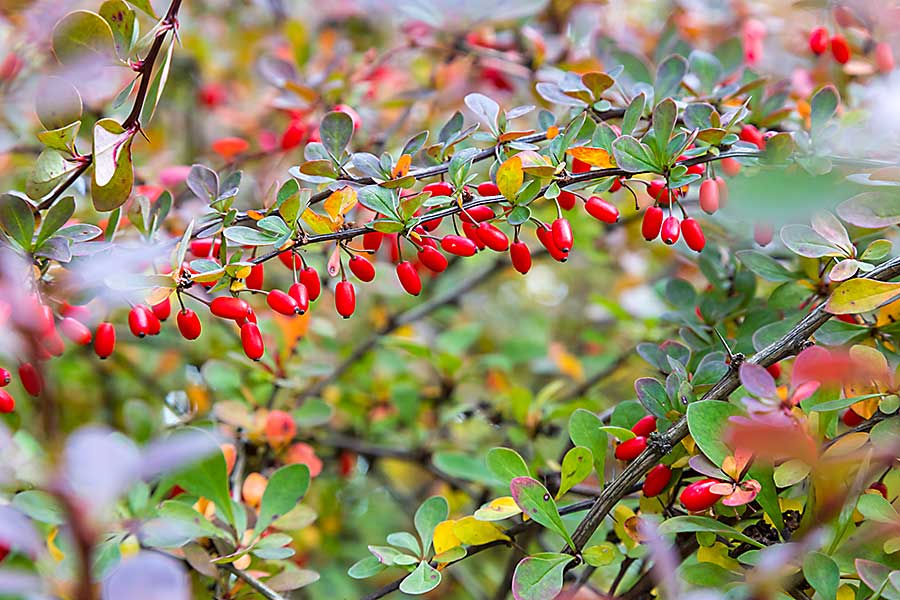 Barberry plant with berries