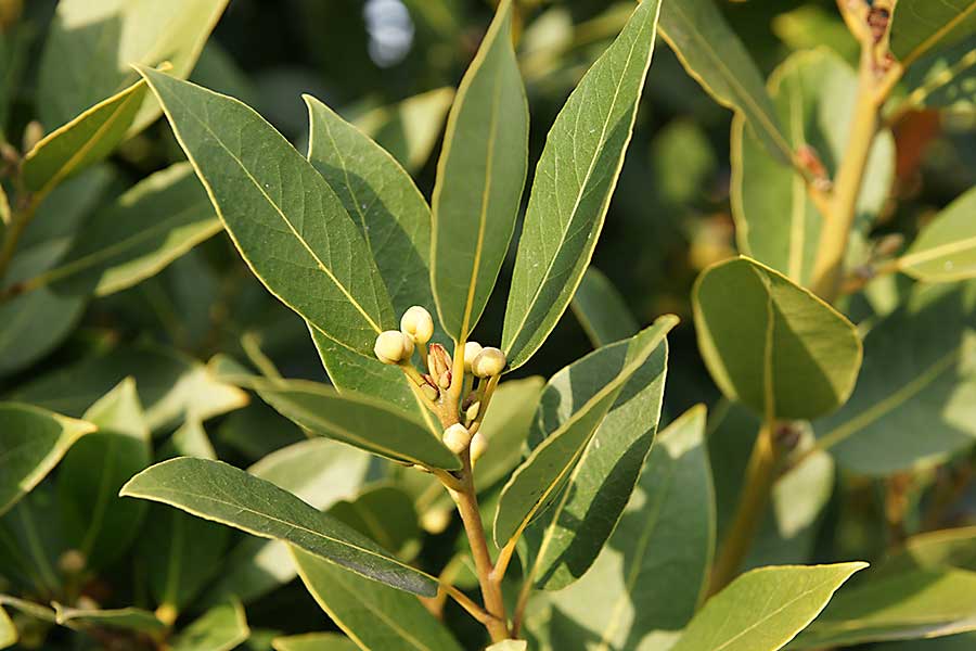 Bay leaf plant - evergreen aromatic tree with green glossy leaves