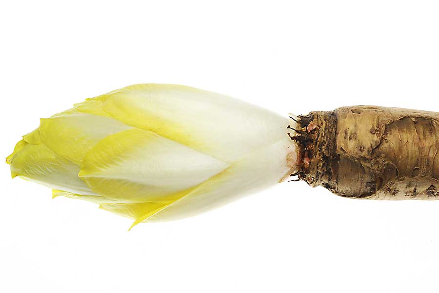 Belgian endive with root