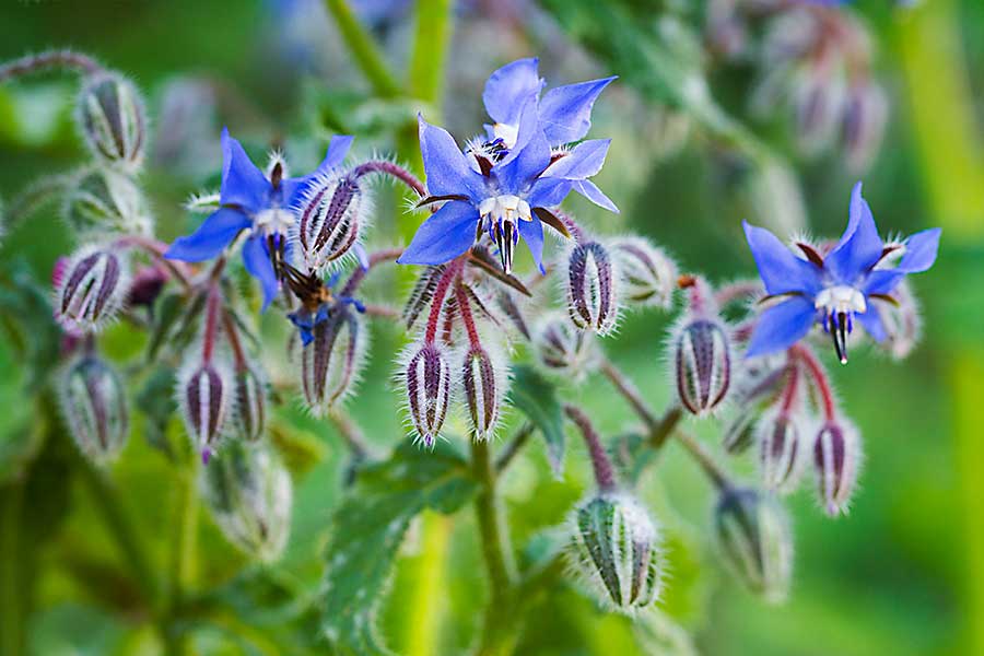 Borage greens - plant with flowers