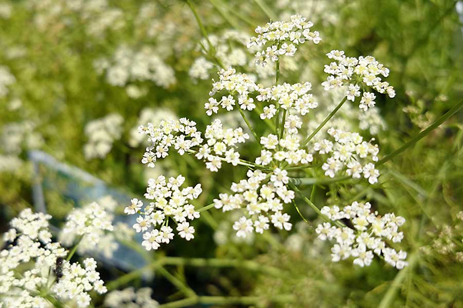 Caraway seed plant with flowers