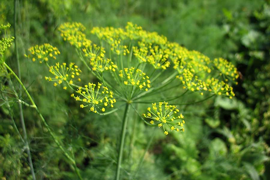 Fennel plant with seeds in the garden