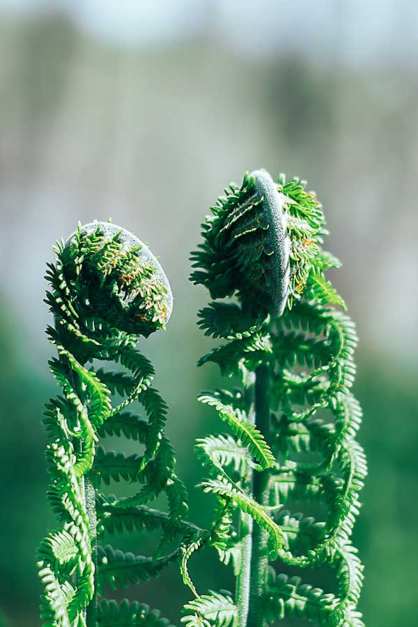 Fiddlehead fern leaves