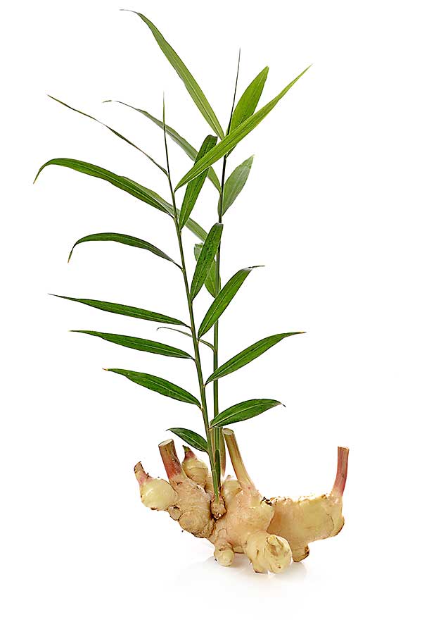 Ginger plant - root and stalk with leaves