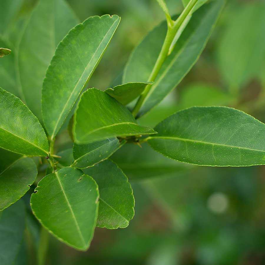 Kaffir lime leaves on the tree