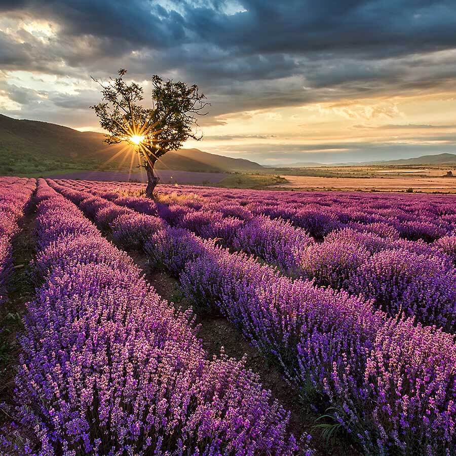 Field of a lavender at sunset