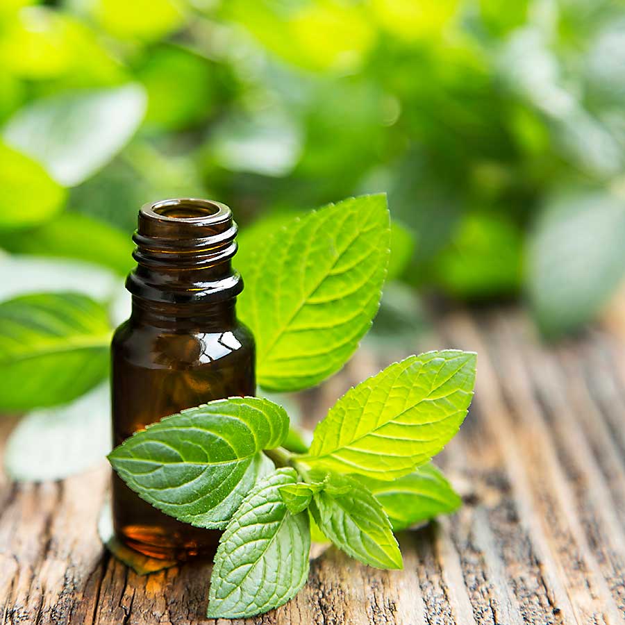 Mint leaves and essential oil