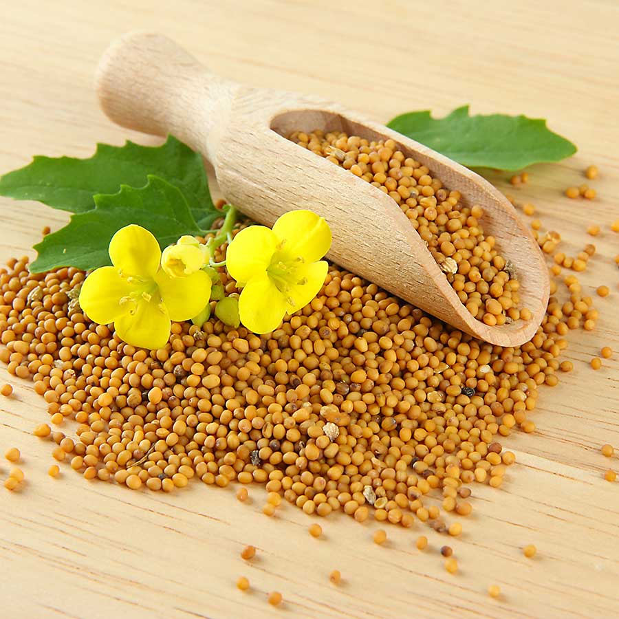 Mustard seed and flowers