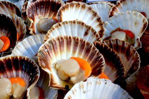 a bunch of raw scallops