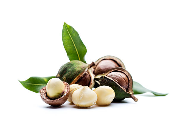 Macadamia nuts with leaves