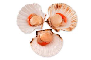 scallops with shell and roe