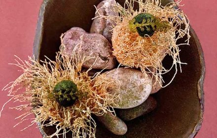 Chef James Porter Cod Brandade Croquette Kaitifi pastry, sea grape, spirulina